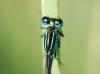 Ischnura elegans